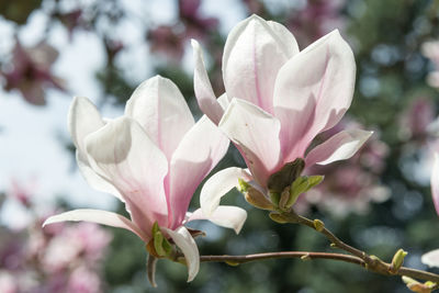 Close-up of pink flowers