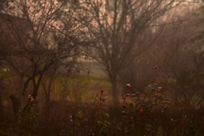 Plants growing on tree