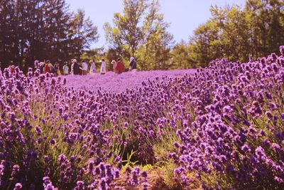 Purple flowers blooming in park