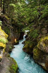 River amidst trees in forest