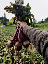 Cropped hand of woman holding flowers