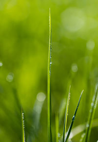 Close-up of water drops on grass