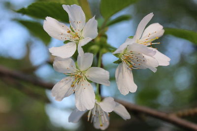 Close-up of white cherry blossoms