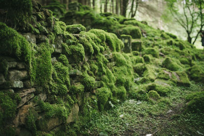 Close-up of moss on tree in forest