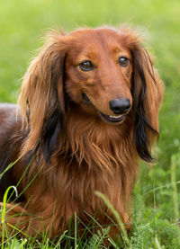 Close-up portrait of dog