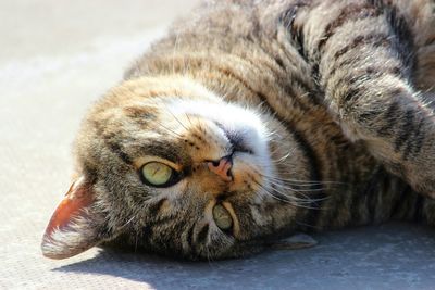 Close-up of cat resting on bed