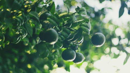 Citrus tree with green oranges