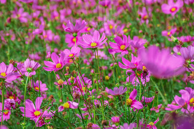 Close-up of pink flowering plants on field