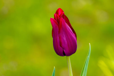 Close-up of pink tulip