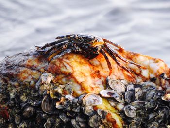 Close-up of shell on beach