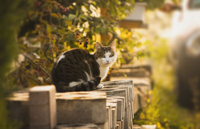 Cat sitting outdoors