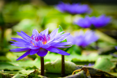 Close-up of purple crocus flower