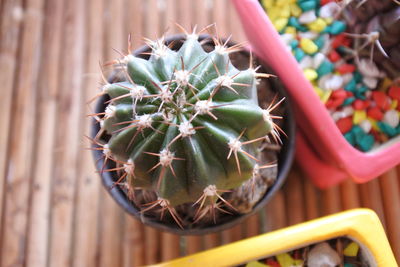 Close-up of succulent plant