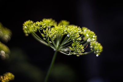 Close-up of flowers against black background