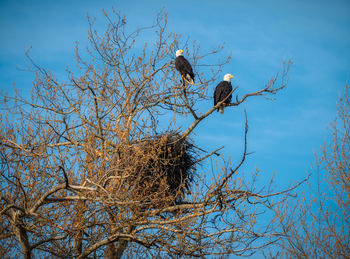 Low angle view of bird perching on tree against sky