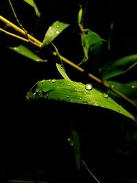 Close-up of water drops on plant