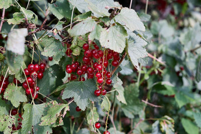 Close-up of red berries growing on tree