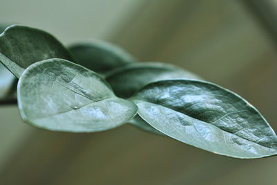 Close-up of fresh green leaf