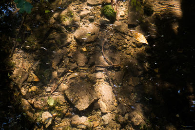 Close-up of turtle in sea