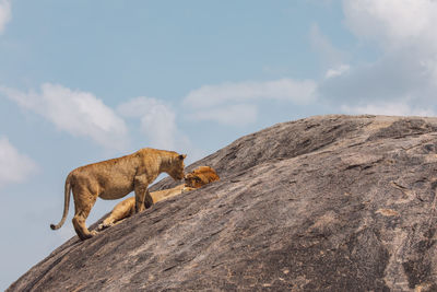 Lioness and cub on a rock