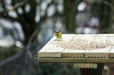 Close-up of blue tit perching on leaf