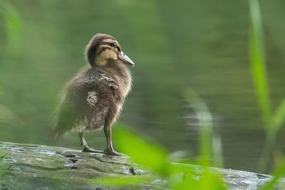 Close-up of bird in lake