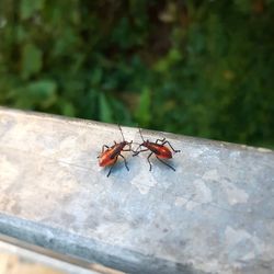 High angle view of insect on leaf