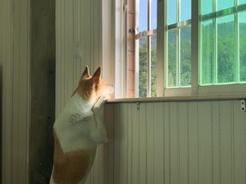 Cat looking through window