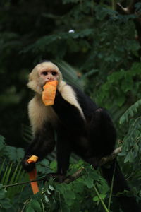 Capuchin monkey eats papaya in manuel antonio, costa rica