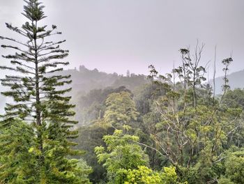 Foggy rainforest