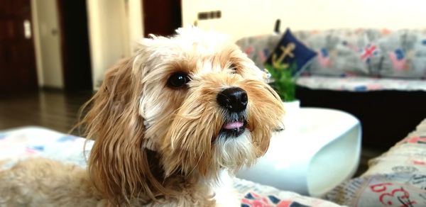 Close-up portrait of dog at home