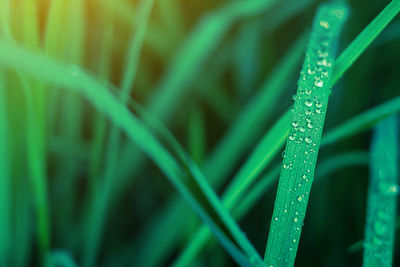 Close-up of water drops on grass
