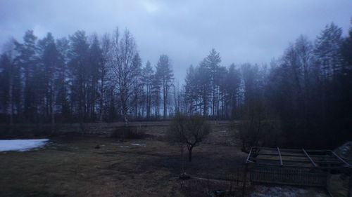 Trees on field against sky in forest