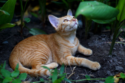 View of a cat lying on field