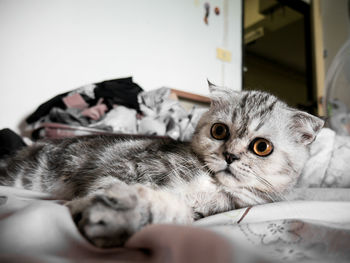 Close-up portrait of a cat