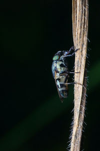Close-up of insect on plant