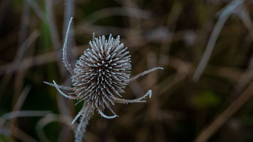 Close-up of wilted plant