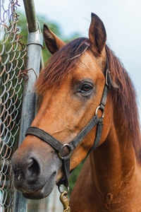Brown horse portrait with a metal fence from puerto rico country side