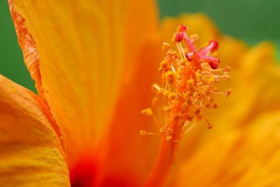 Close-up of yellow flowers