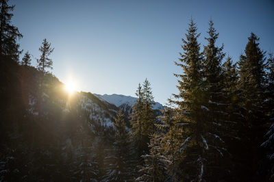 Panoramic view of pine trees against sky