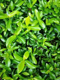 Full frame shot of fresh green plants