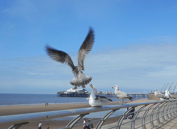 Seagulls on railing at beach against sky