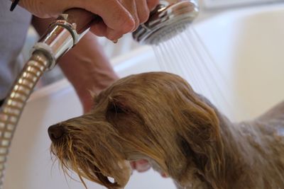 Close-up of man with dog