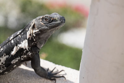 Close-up of lizard