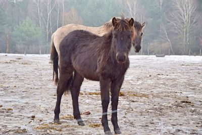 Horses standing on snow field