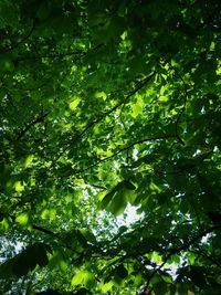 Low angle view of trees