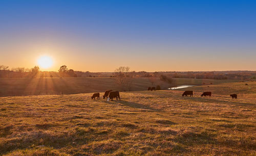 Horses grazing in a field