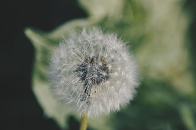 Close-up of dandelion flower