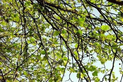 Low angle view of tree against sky
