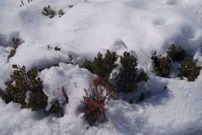 High angle view of snow covered trees on field